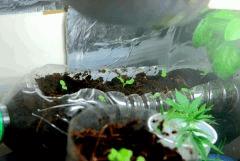 grow00006