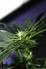 Apex Skunk