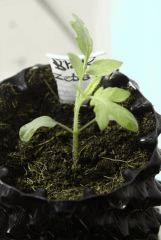 Tomate Black Zebra