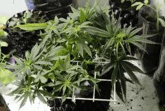 Skunk "B", micro scrog