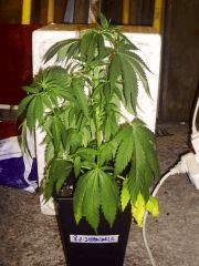 mandala#1 (2 3) profil