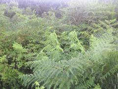 PICT0072