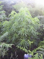 1 4