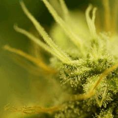 Nebula F54