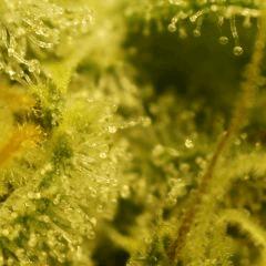 Nebula F54