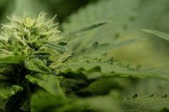 Nebula F24