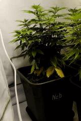 Nebula Flo1