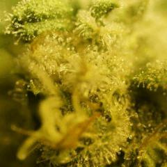 Nebula F57