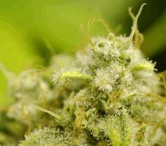 Nebula F66