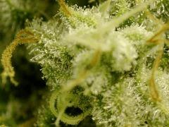 Nebula F66