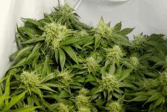 Nebula F45