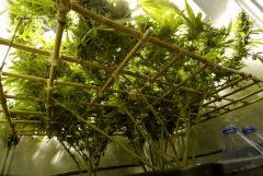 Flo 59