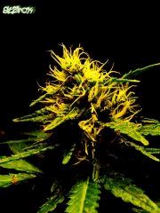 Local X deep purple  F 52