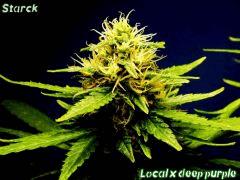 Local x deep purple