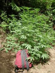 early skunk