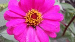 zinnia