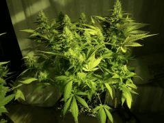 Channel + / flo + 40 / plante anarchiste ^^