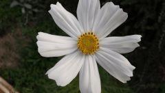 Cosmos