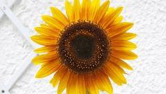 tounesol