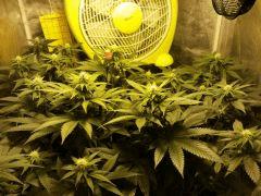 Channel + / Flo + 16 / passage sous HPS