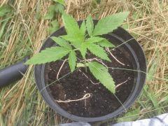 Auto Kalashnikova outdoor