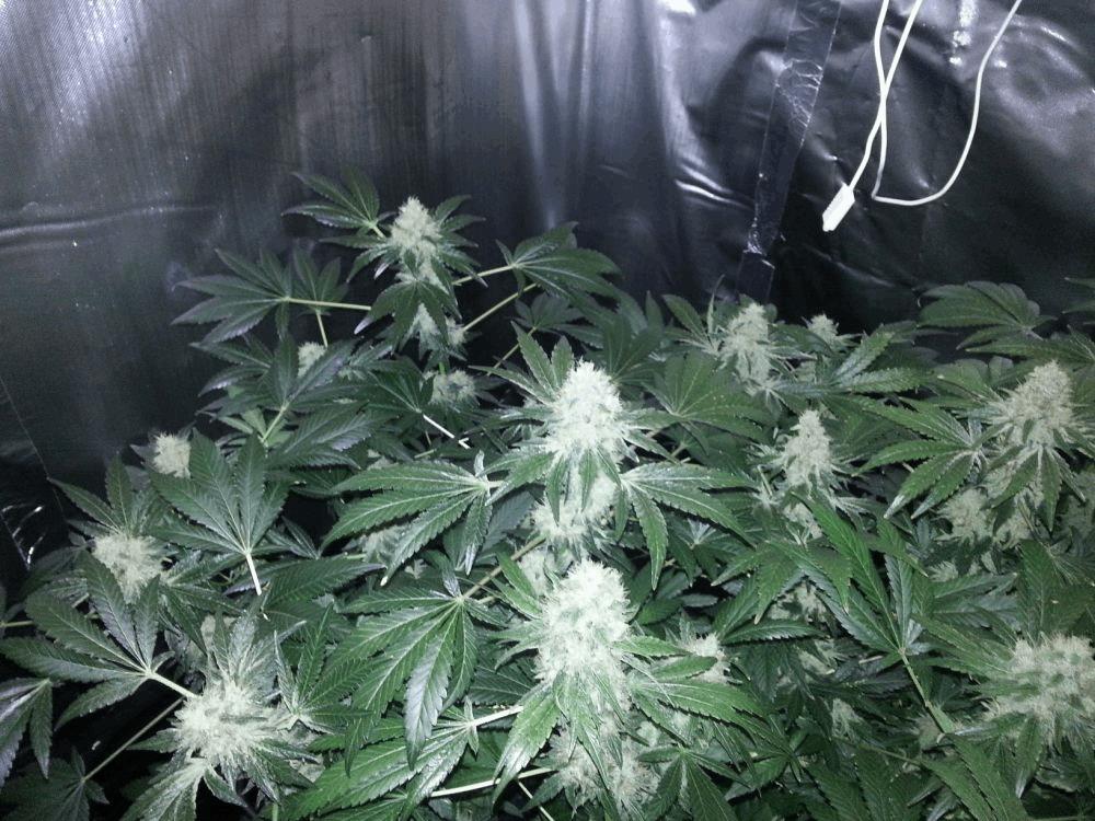 Passage 600 HPS