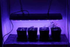 Clones