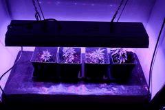 Clones