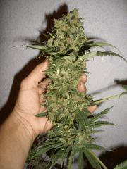 CRITICAL KUSH  FLO+87  CUT