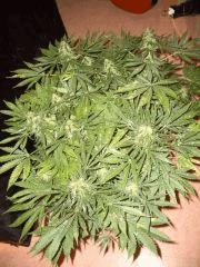 AFGHANNE KUSH CRO+45, FLO+50