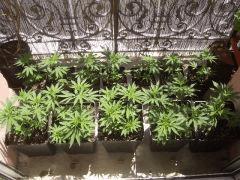 BOUTURES AFGHANNE KUSH CRO+30 ET CRO+20