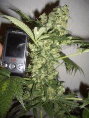 CRITICAL KUSH FLO+81