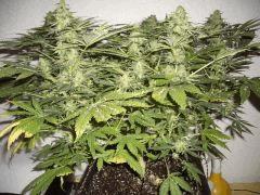 AFGHANNE KUSH CRO+45, FLO+50