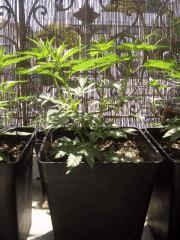 BOUTURES AFGHANNE KUSH CRO+30 TYPE BONSAI