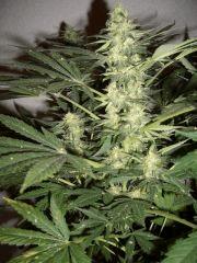 AFGHANNE KUSH CRO+45, FLO+42