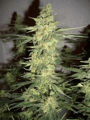 AFGHANNE KUSH CRO+45, FLO+60 CUT