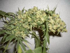 CRITICAL KUSH  FLO+87  CUT