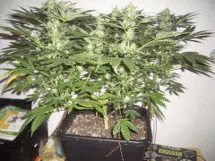 AFGHANNE KUSH CRO+45, FLO+36
