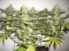 AFGHANNE KUSH CRO+45, FLO+50