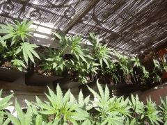 BOUTURES AFGHANNE KUSH CRO+20 TYPE OB