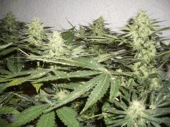 AFGHANNE KUSH CRO+45, FLO+42
