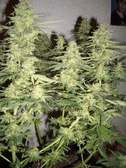 AFGHANNE KUSH CRO+45, FLO+60 CUT