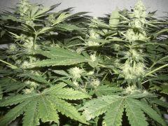 AFGHANNE KUSH CRO+45, FLO+36