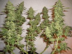 AFGHANNE KUSH CRO+45, FLO+60 CUT