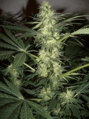 AFGHANNE KUSH CRO+45, FLO+36
