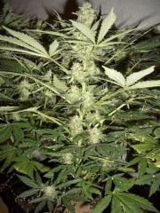 AFGHANNE KUSH CRO+45, FLO+42