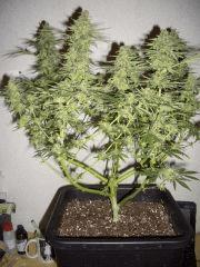 AFGHANNE KUSH CRO+45, FLO+60 CUT