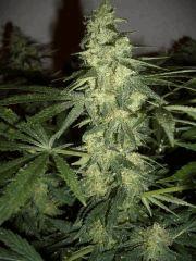 AFGHANNE KUSH CRO+45, FLO+50