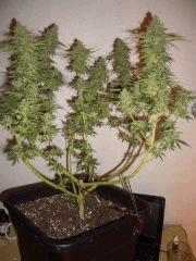 AFGHANNE KUSH CRO+45, FLO+60 CUT