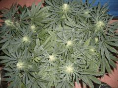 AFGHANNE KUSH CRO+45, FLO+36